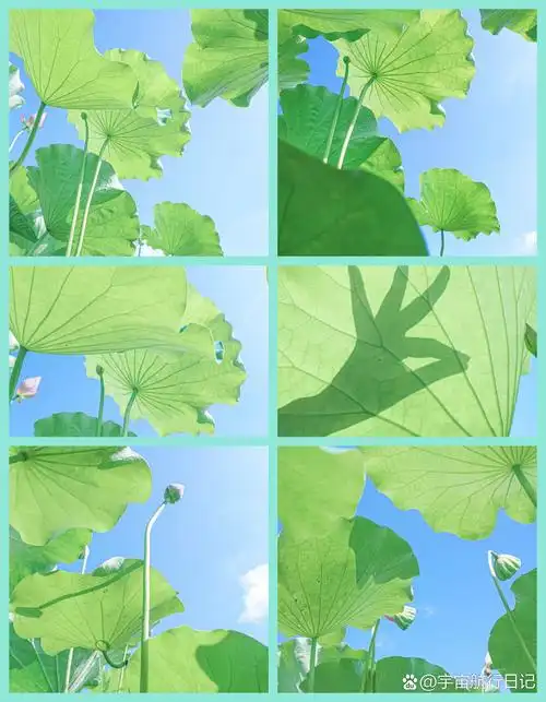 薄荷波曼的夏天,为荷而醉|附调色思路  薄荷色的夏天真是太清新啦  要