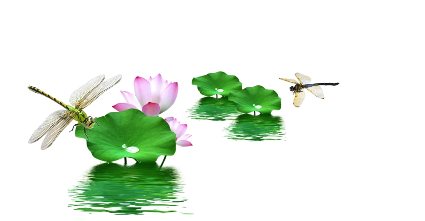 荷花蜻蜓素材