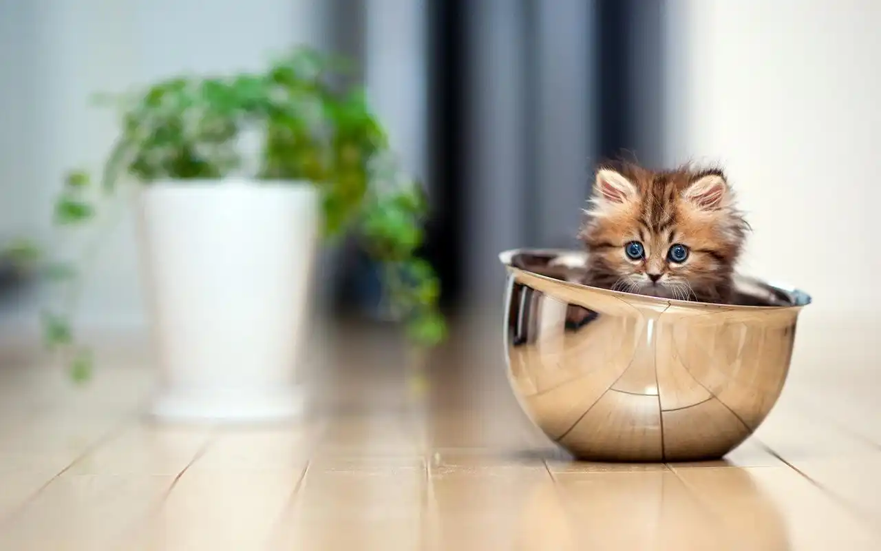 萌宠猫咪可爱动物高清电脑桌面壁纸