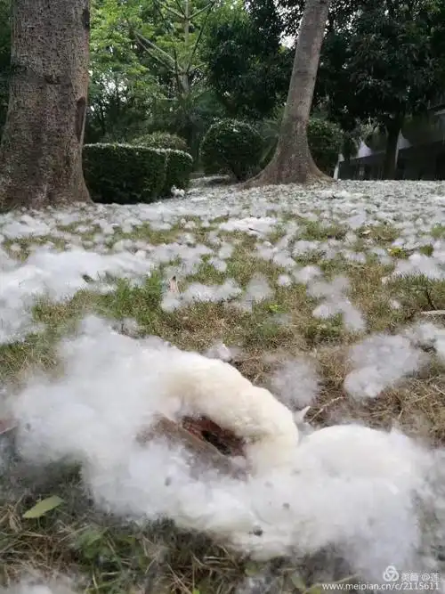 五月的飞雪(棉之絮) - 美篇