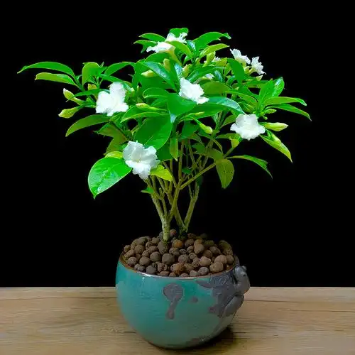 树苗阳台南北方带盆栽好木本花卉室内当年k四季常青丁香花绿植浓