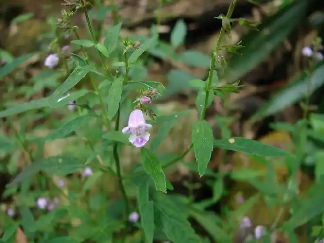 p>石香薷(学名: i>mosla chinensis /i> maxim.