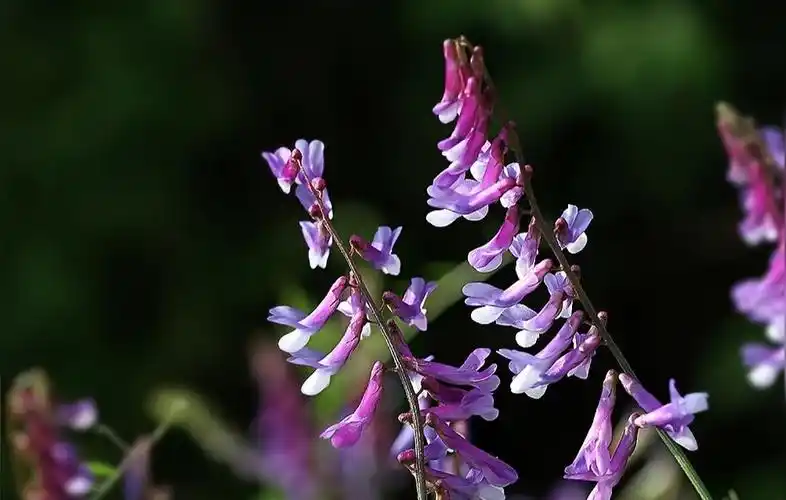 广布野豌豆(蔷薇目豆科野豌豆属植物)_石塘网