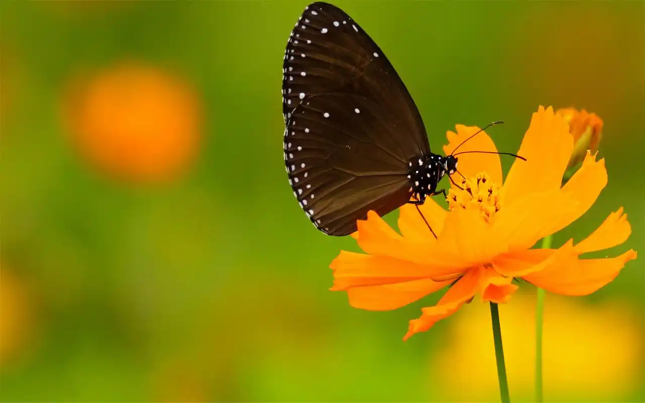 唯美植物花卉摄影小清新电脑桌面壁纸图片大全高清大图预览1920x1200