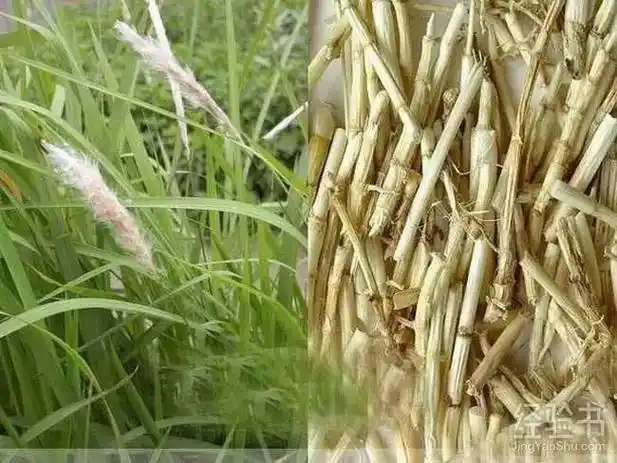 草药小贴士:白茅根,又名丝茅草,白茅草,茅草根.