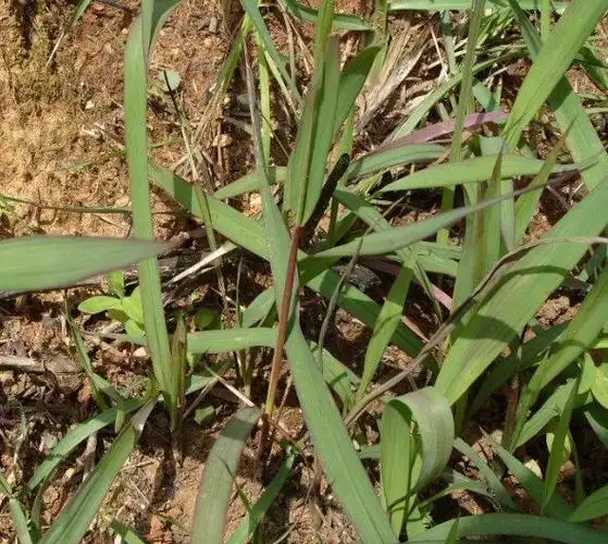 农村,随处可见这样的野草,它的名字叫毛针草,有的地方叫黄菅根,茅刺草