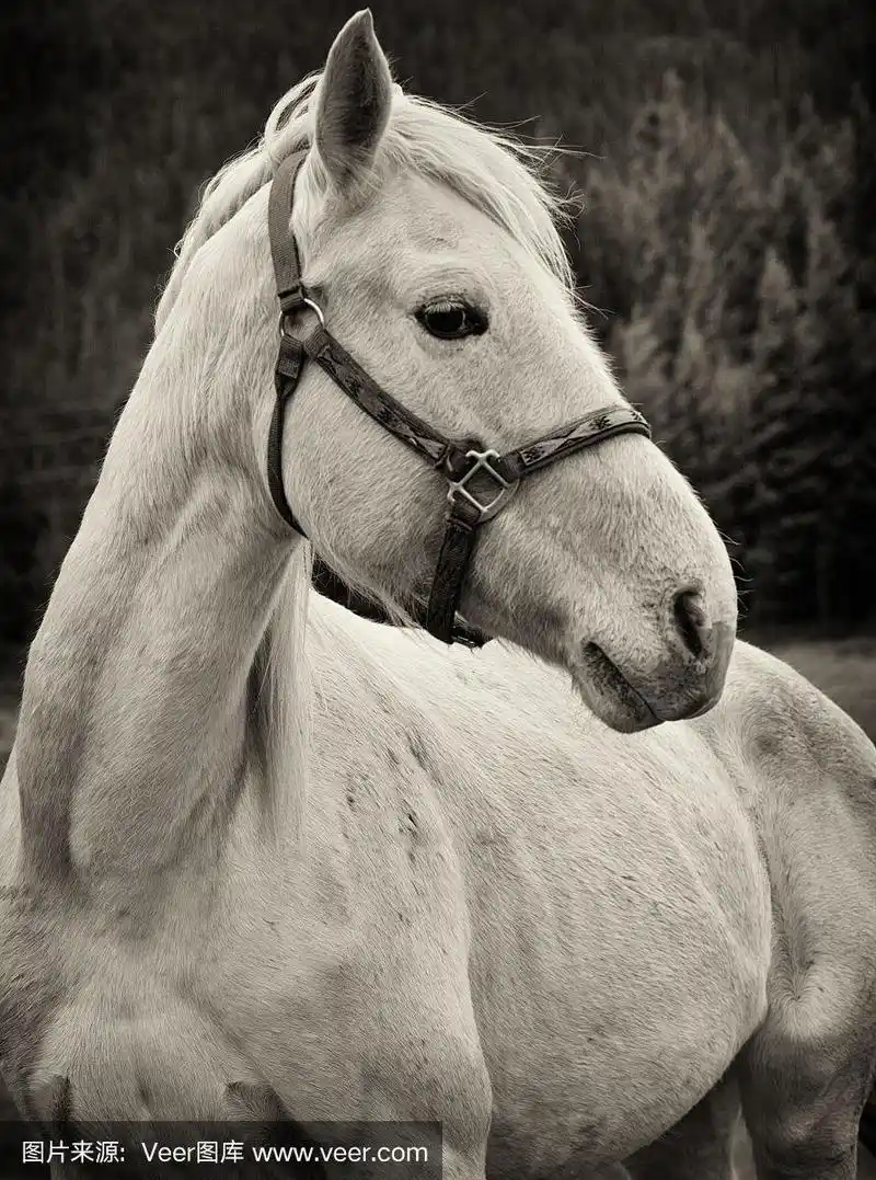 白马,侧面像,棕褐色调,动物挽具,垂直画幅