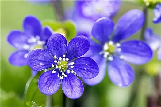 蓝花图片_蓝花图片大全_蓝花图片素材