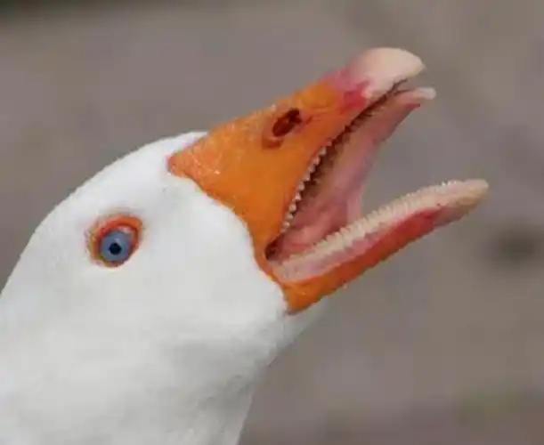 宝贝神鹅,100万都不卖|川川|疯狂|鹅蛋|小鸡|鸡窝|唐山市_网易订阅