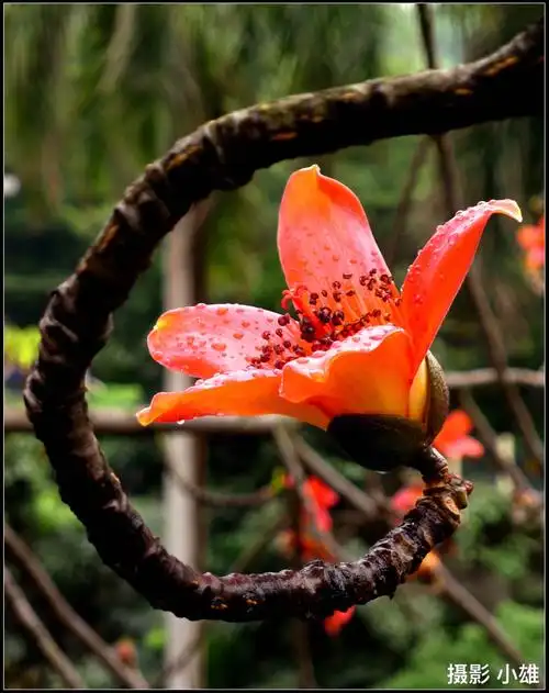 五月份木棉花的果实成熟裂开,棉絮飞扬,雪花飘飘与您分享!摄影 小雄