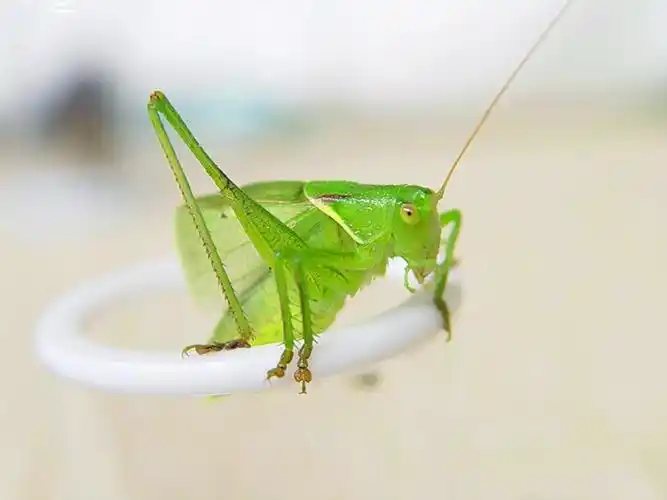 p>鼓翅鸣螽是螽斯科的一类动物.俗称姐儿,吉儿,扎儿.