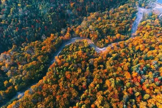 图/图虫 长白山林海