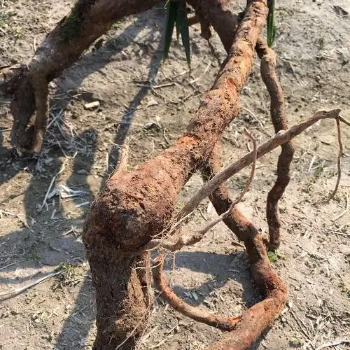 桃根野藤梨根新鲜雄洋猕猴桃根阳杨桃根毛梨桃根其他药食同源食品