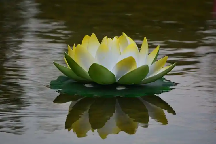 睡莲图片 花卉,鲜花,莲花,睡莲