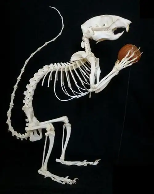 动物骨骼的绘画参考