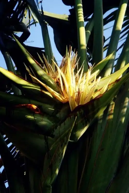 旅人蕉为旅人补水的驿站