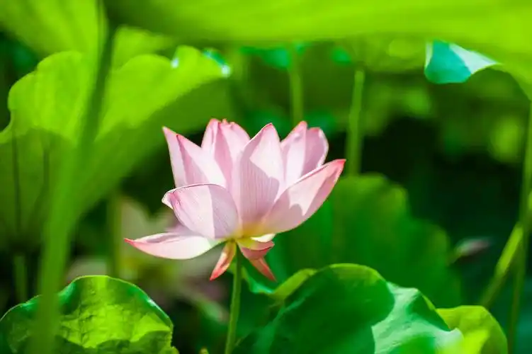 映曰荷花别样丽