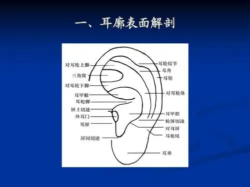 一,耳廓表面解剖