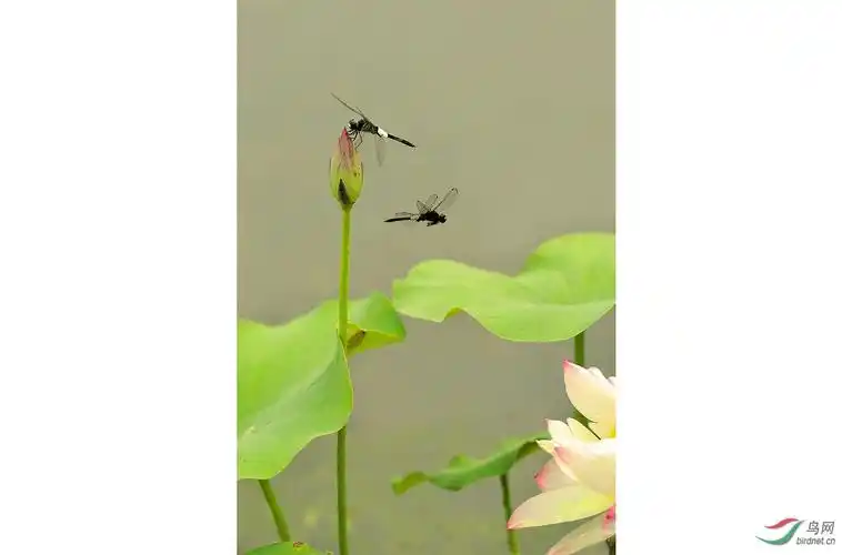 蜻蜓荷花图