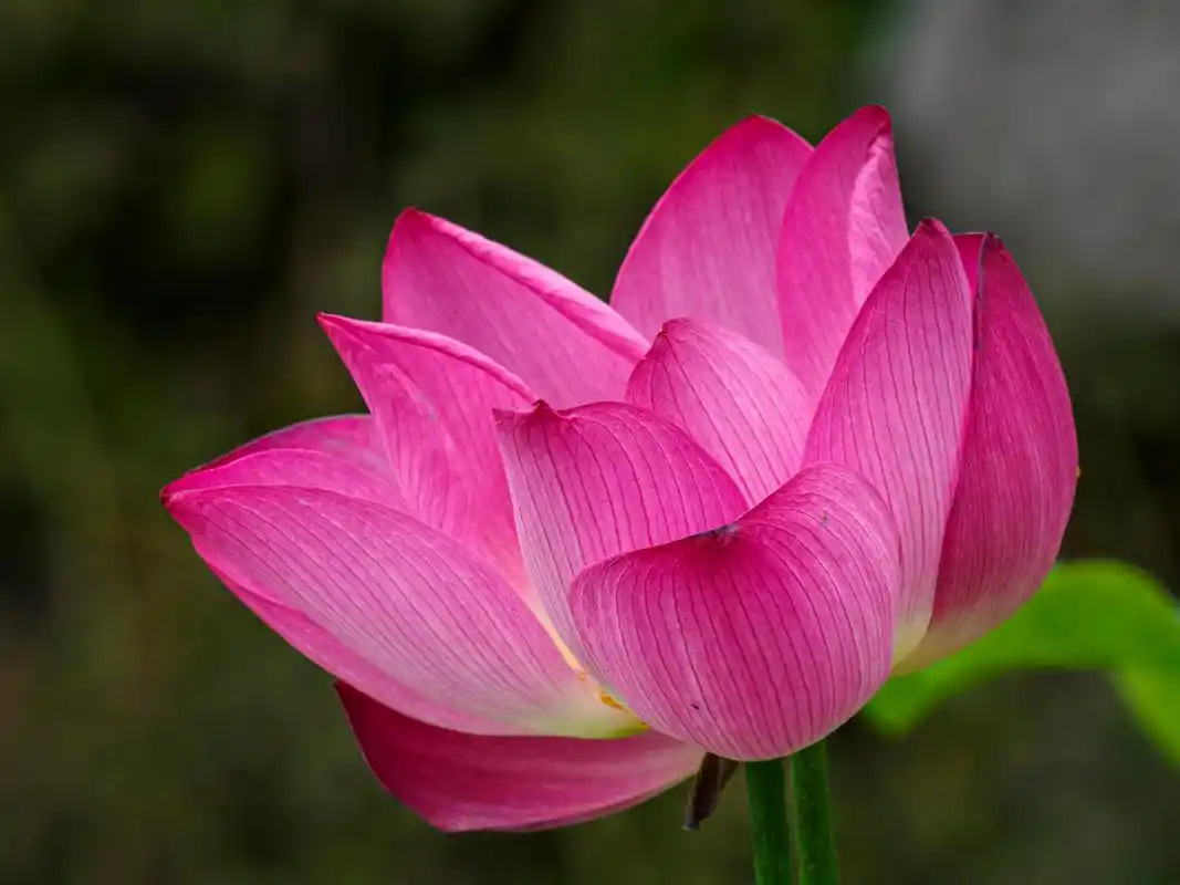 莲花跟荷花是不是同一种花,有什么区别,为什么佛教喜欢用莲花?