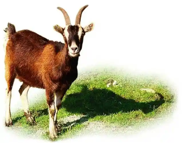 山羊图片,高清图片,免费下载 - 绘艺素材网