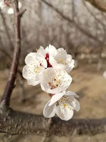 杏花开了的时候(图片集锦)