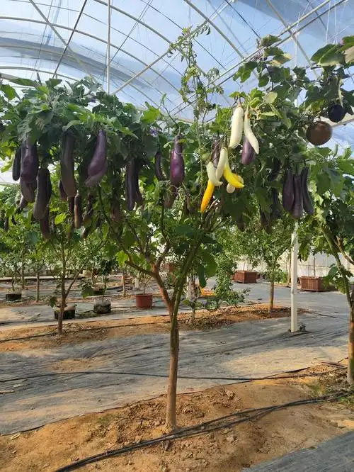 新华社北京3月7日电  3月7日,《新华每日电讯》发表题为《茄子"上树"