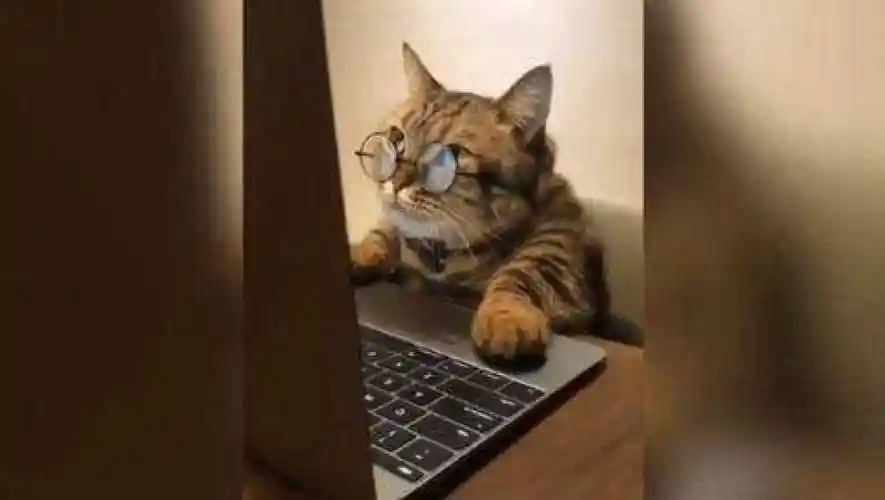 猫咪戴着眼镜在看电脑,简直和人一模一样,太可爱了!