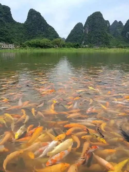跳跃的锦鲤鱼儿,在水中穿梭嬉戏.
