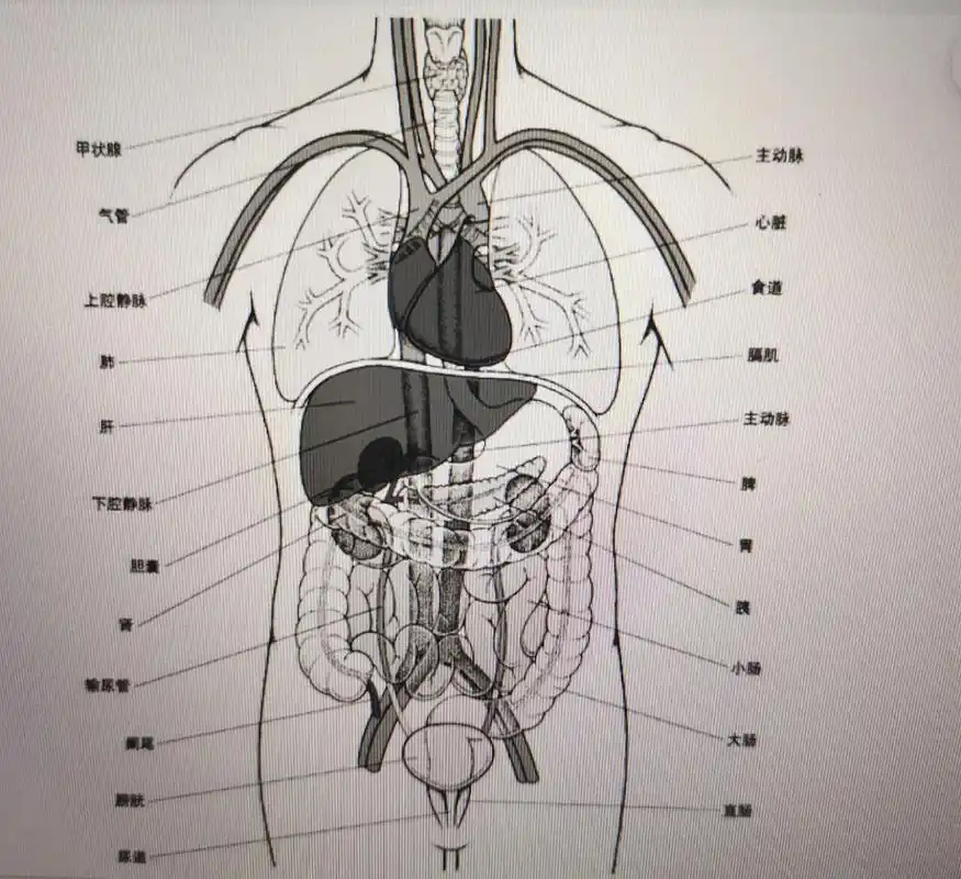 身体各个器官的位置