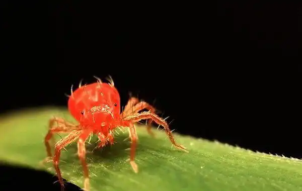 李子树如何防治山楂红蜘蛛