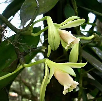 香草兰怎么养?香草兰的养殖方法和注意事项