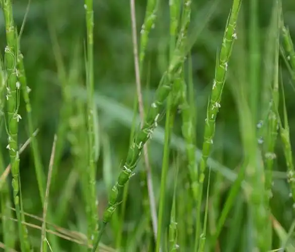 是禾本科山羊草属一年生草本植物.