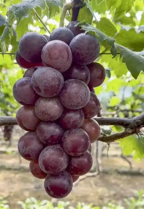 【万德隆葡萄节】好吃的不得了!早早来尝鲜吧_乒乓球_果肉_阳光