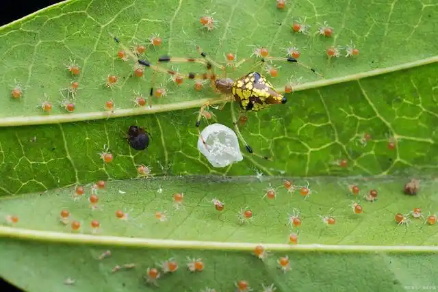 防治红蜘蛛不得力?这些药剂让你轻松搞定!