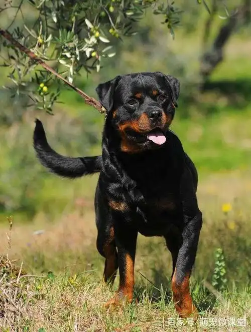 智商在测试的一百多个犬种中排在第九名,得到世界犬业联盟(fci),美国