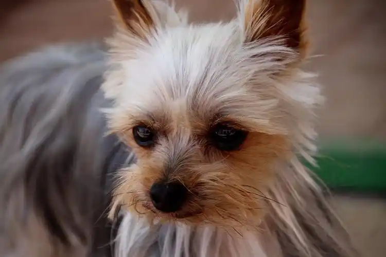 【胡须小动物】