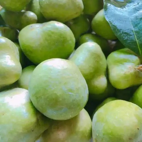 家门口种的一棵胭脂果树(也叫桂木果)