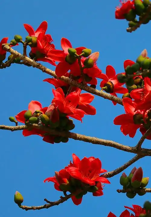 海南木棉花正红(为方便大家欣赏,将大家发在群里的木棉图文编辑在一起