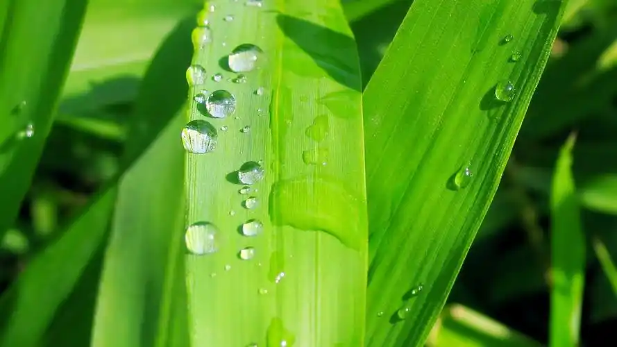 清新的叶子保护视力桌面壁纸