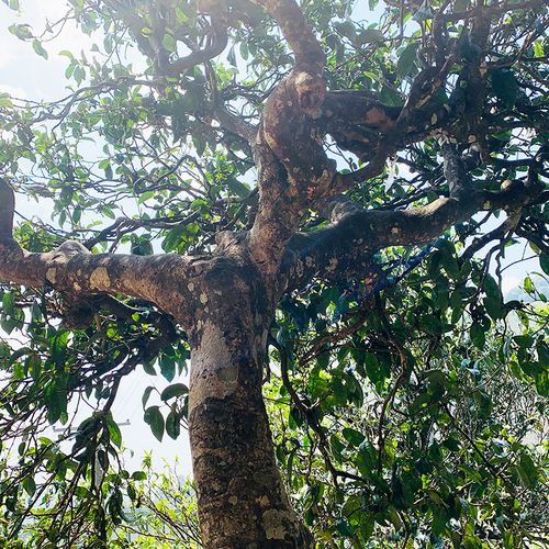 2021春茶冰岛老寨单株1200年古树纯料云南南普普洱