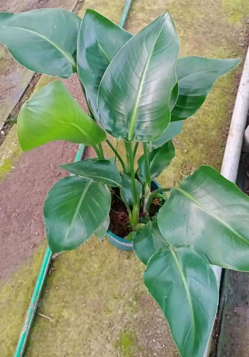 今天带大家来认识一下天堂鸟这个植物?看看它有哪些特点?