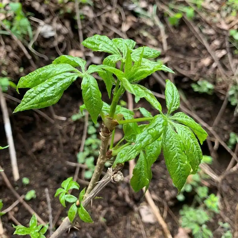 东北野生刺五加山野菜 长白山野生山野菜 ,软化心脑