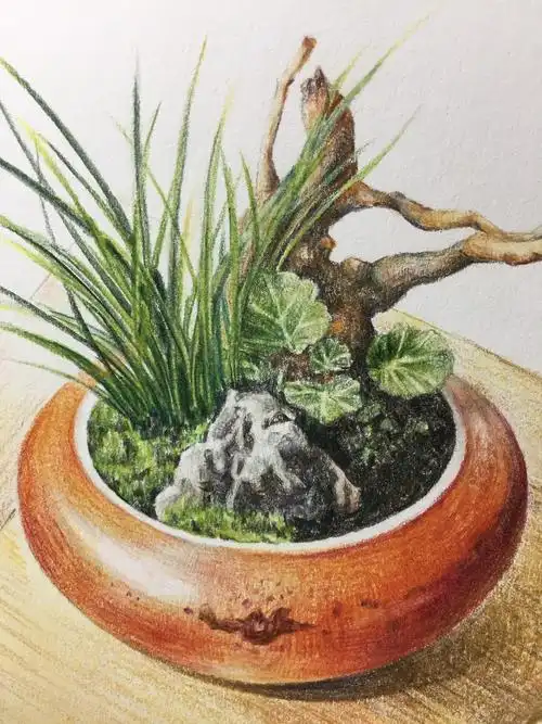 彩铅小盆景