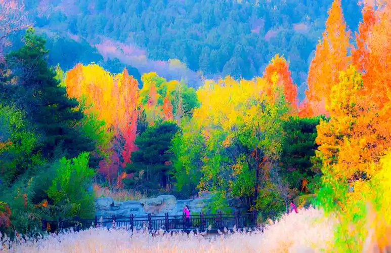 秋叶·秋天最美的风景