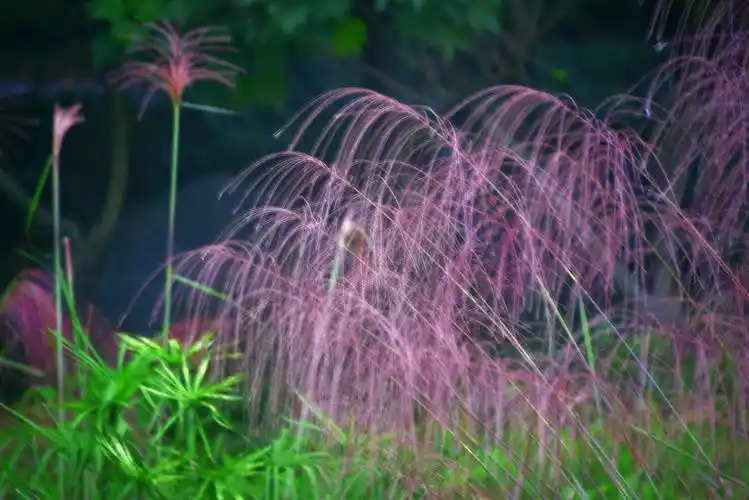 我喜欢的植物芭茅草vv首发