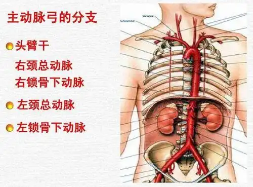 63岁老人左右手脉搏不一样,这个部位动脉闭塞
