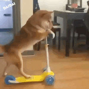 no.145丨每日精选沙雕图片表情