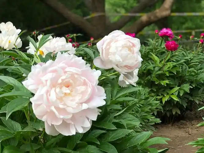 止步小半城植物大课堂之植物集芍药