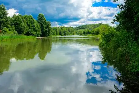 一幅美丽的风景, 从河的中央, 围绕着树木和芦苇在岸边和遥远的地平线